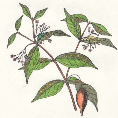 Blogartikel: Tabernanthe Iboga - Blätter, Wurzeln und Früchte