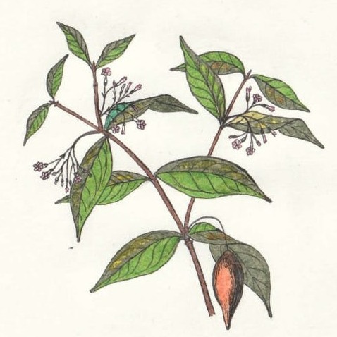 Tabernanthe Iboga - Blätter, Früchte und Wurzel