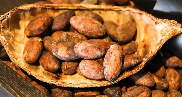 Kakaobohnen aus Süderamerika symbolisieren den zeremoniellen Genuss